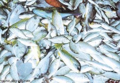 ������ �������